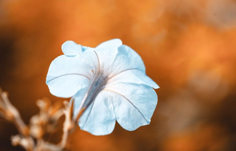 Emerging Sectors - a blue flower with a blurry background
