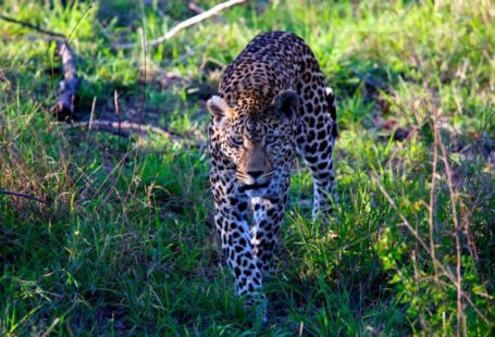 Internship Hunt - leopard walking on grass field during daytime